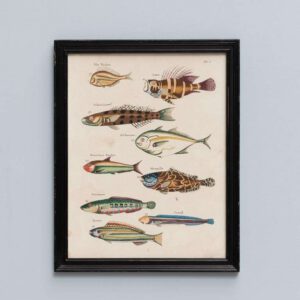 Cadre poissons multicolores 2